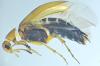 Anaspis sp.